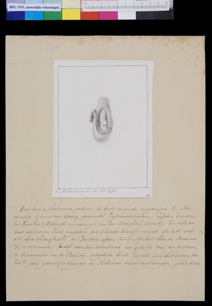 M Houtman, Embryo
