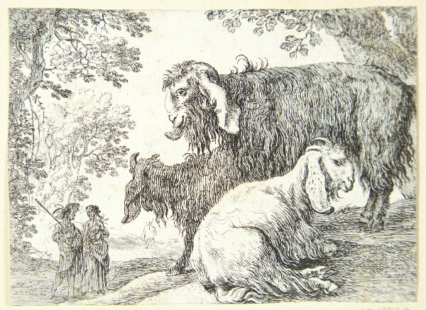 Herman van Swanevelt, Angorafår