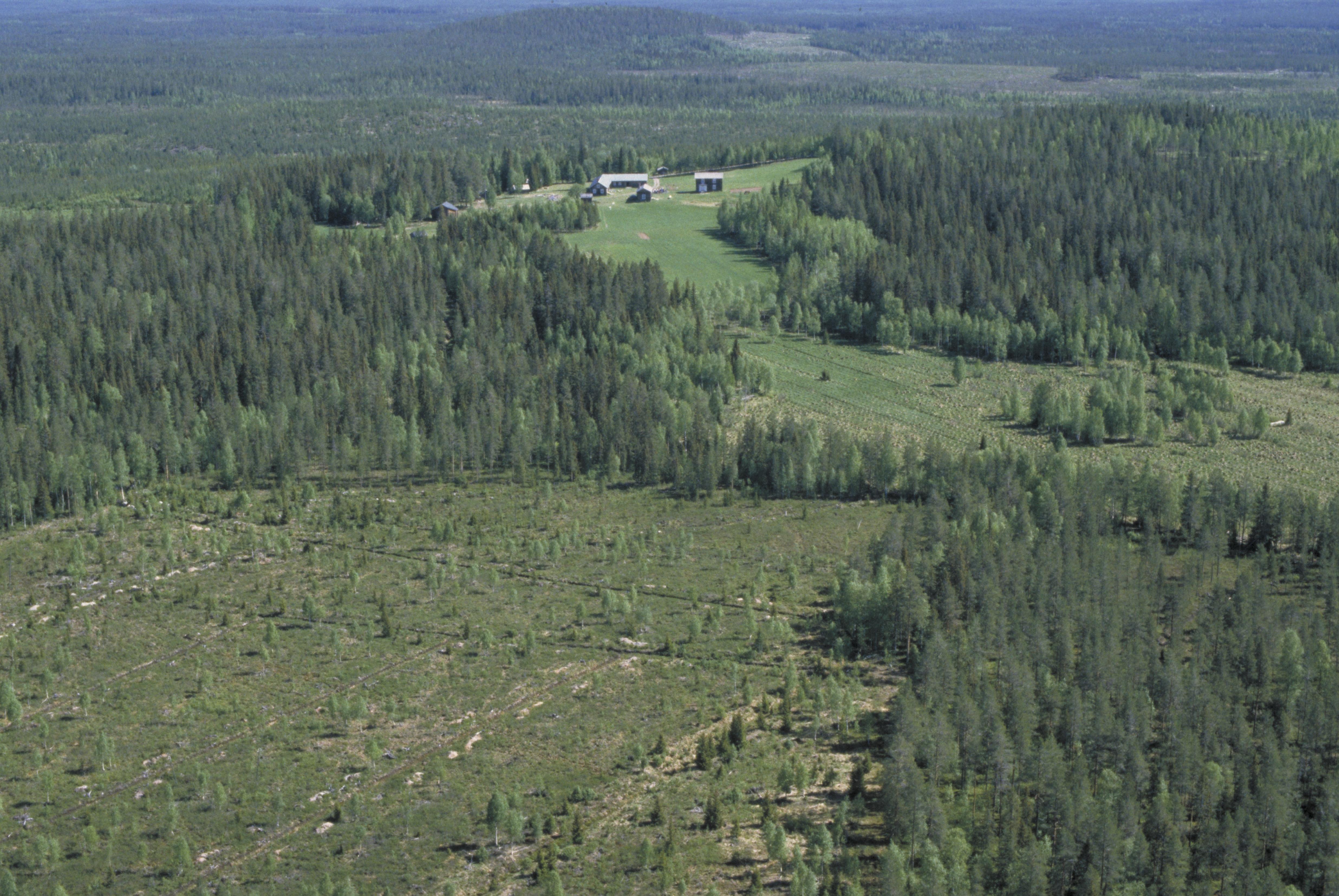 Jan Norrman, Rismyrliden