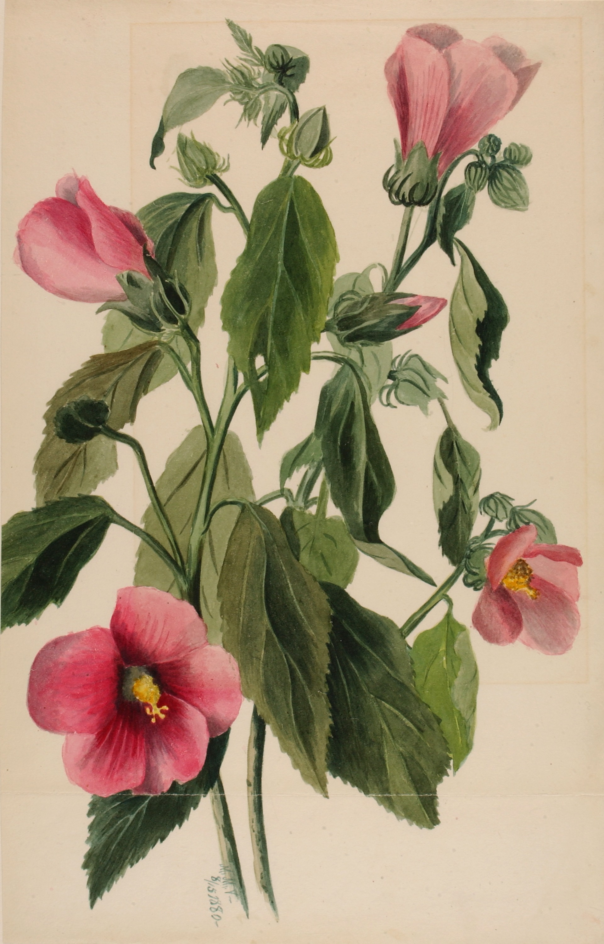 Mary Vaux Walcott, Rose Gentian (Sabbatia angularis)