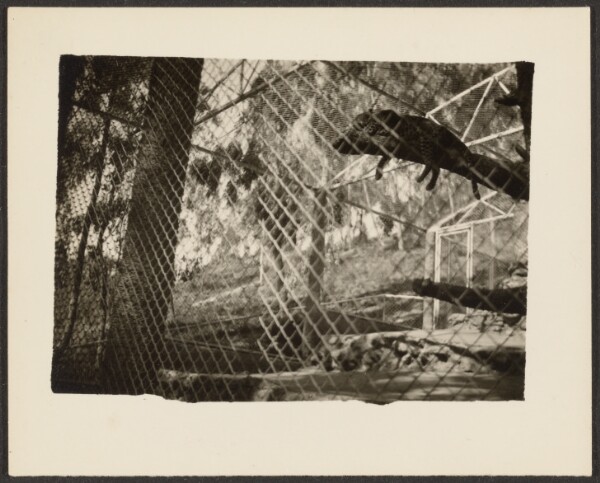 Louis Fleckenstein, [Wild Cat in Cage]