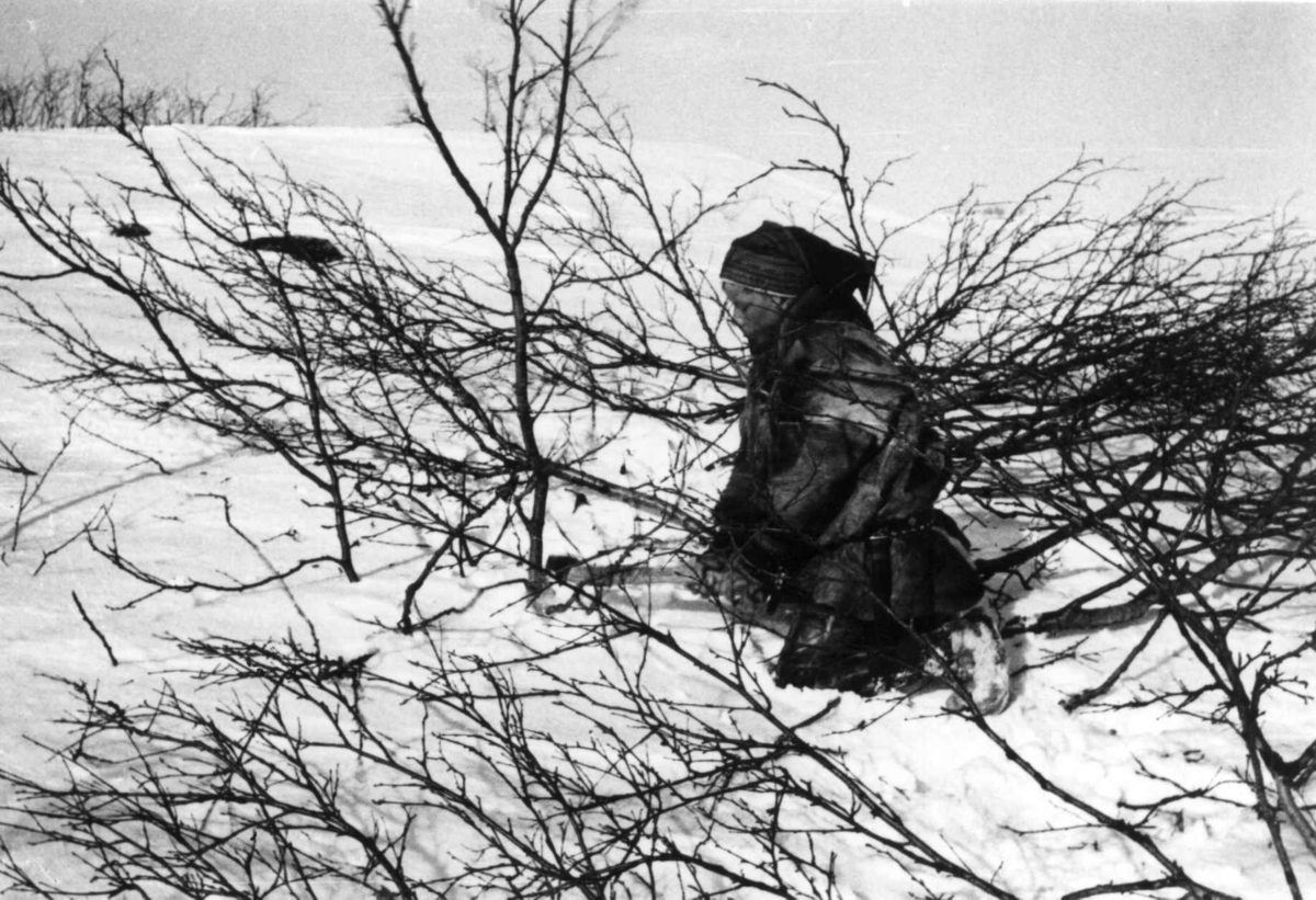Virginia Raymond Davidson, Same hugger småkvist, Finnmarksvidda 1958.