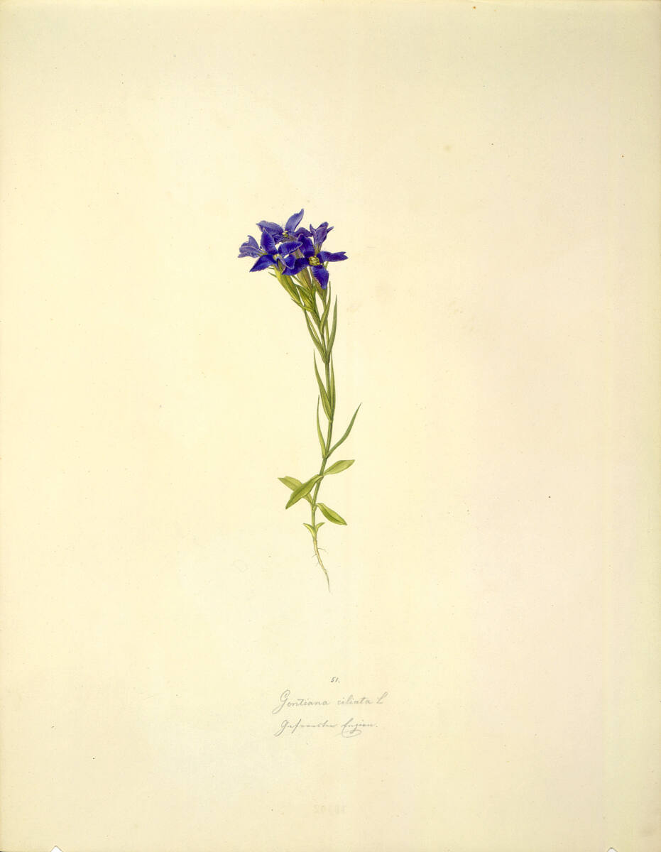 AugustRokert, Gentiana ciliata L - Gewöhnlicher Fransenenzian