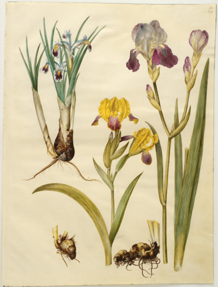 Hans Simon Holtzbecker, Titel: Iris persica (persisk iris); Iris variegata (broget iris); Iris ×sambucina (hylde-iris)