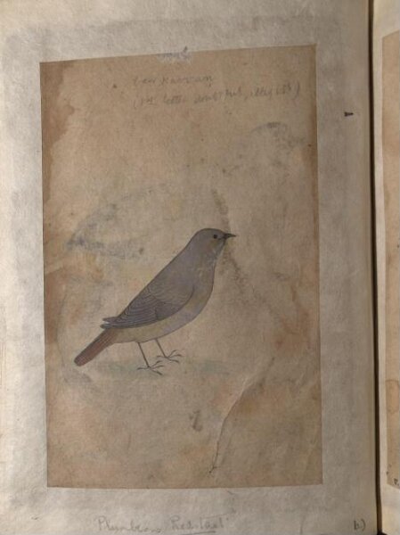 Unknown, Depictions of a Bengal green pigeon and a Plumbeous redsatart of Northern India