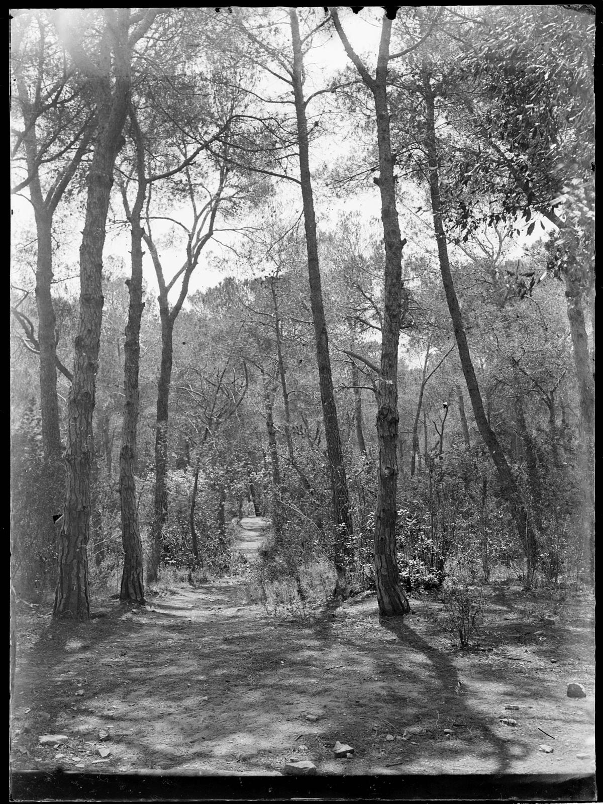 Desconegut, [Forest]