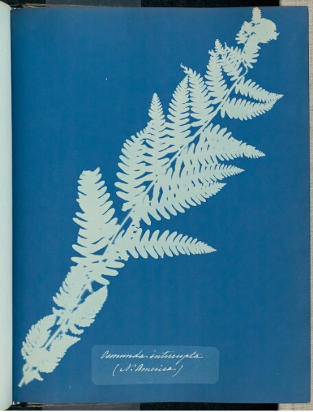 Unknown artist, Osmunda interrupta, N. America