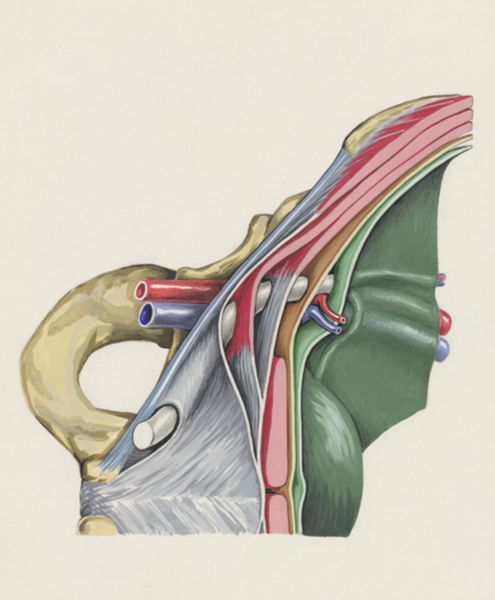 J Tinkelenberg, Cardiovascular system