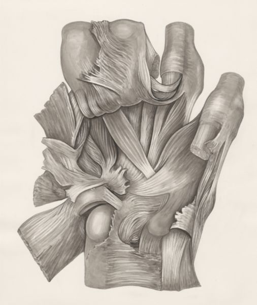 H.G Wetselaar, Muscular tissue of a mammal's finger
