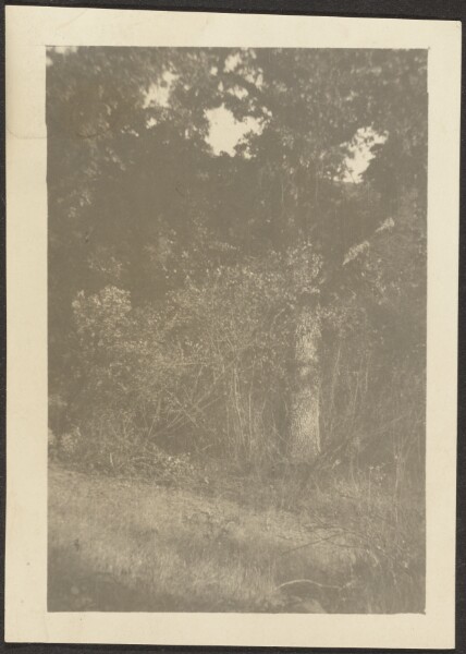 Louis Fleckenstein, [Landscape]
