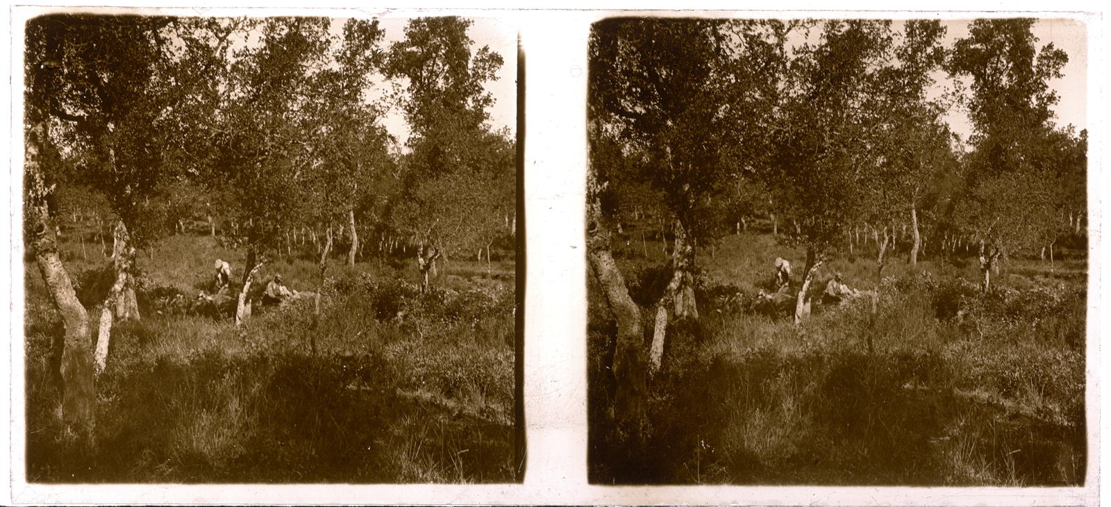 Desconegut, [Bosc d'alzines de Can Rufí]