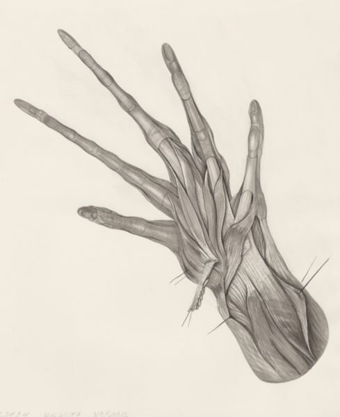 H.G Wetselaar, Muscular tissue of a lizards upper extremities