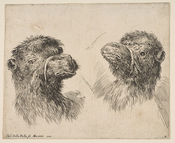 Stefano della Bella, Two Camel Heads
