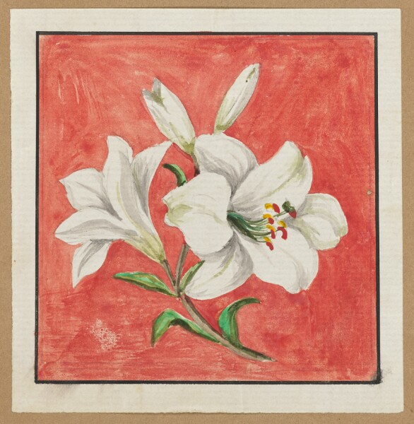 Unknown, [White Lily]
