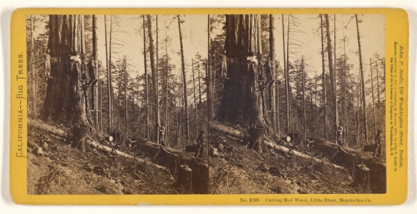 John P. Soule, Cutting Red Wood, Little River, Mendocino Co.