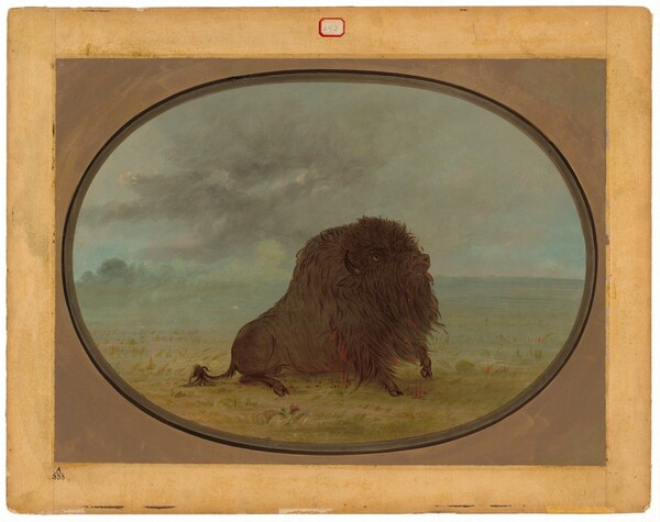 George Catlin, Dying Buffalo Bull