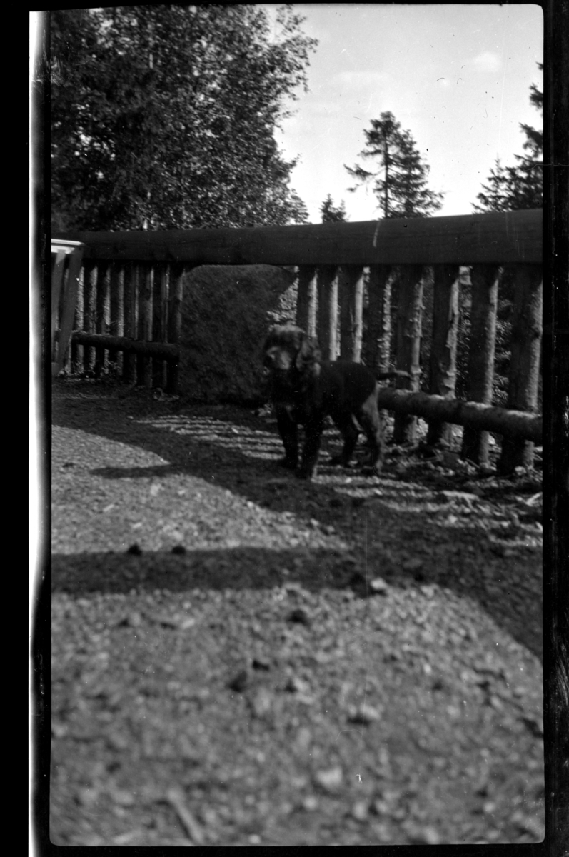 Rolf Sr. Sundt, Hunden Rollo ved gjerde rundt terrassen på Villa Knyggen i Voksenlia, Oslo. Fotografert ca. 1920.