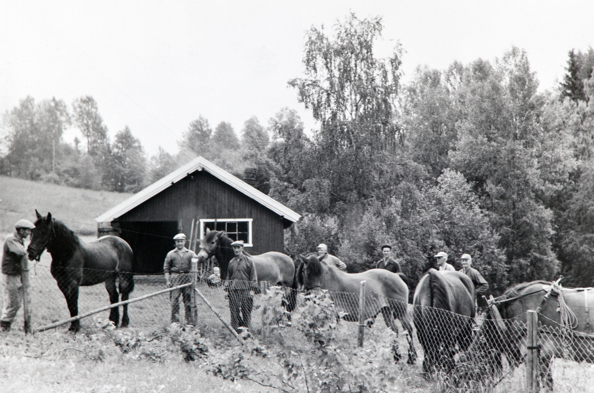 Anno Domkirkeodden, EKSTERIØR: SMIE, BUSTERUD, 5 HESTER SKAL SKOS, GRUPPE: 7 MENN, FRA VENSTRE: KRISTIAN BUSTERUD, SMED JOHAN BERG, SMED BERGERSEN, JOHAN HUSE, JØRGEN BUSTERUD, HANS SKAALSVEEN, LARS HUSE
