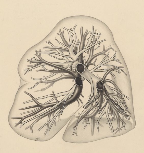 J Tinkelenberg, Bronchi