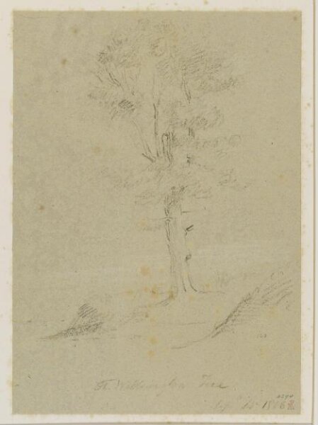 John Jackson, The Wellington Tree
