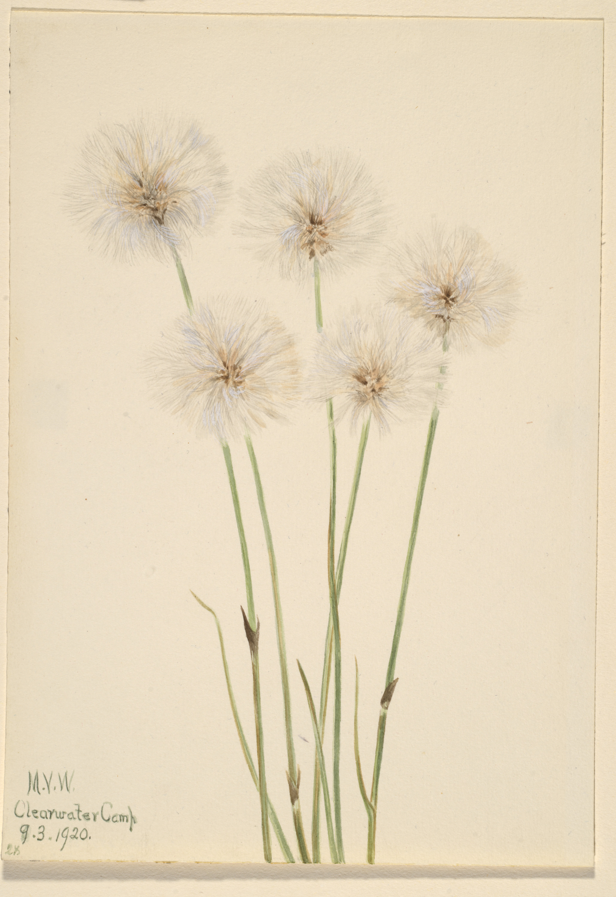 Mary Vaux Walcott, Slender Cotton-Grass (Eriophorum chamissonis)