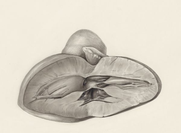 H.G Wetselaar, Heart and adjacent organs
