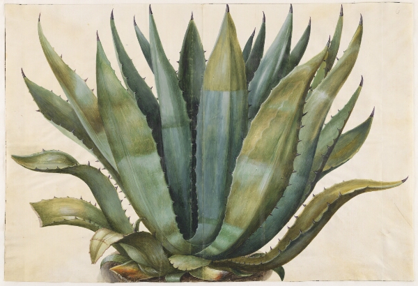 Hans Simon Holtzbecker, Agave americana (almindelig agave)