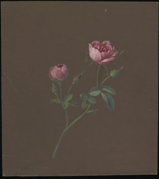 unknown, Drawing