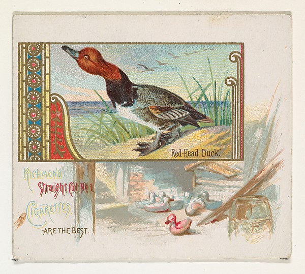 Allen & Ginter, Red Head Duck, from the Game Birds series (N40) for Allen & Ginter Cigarettes