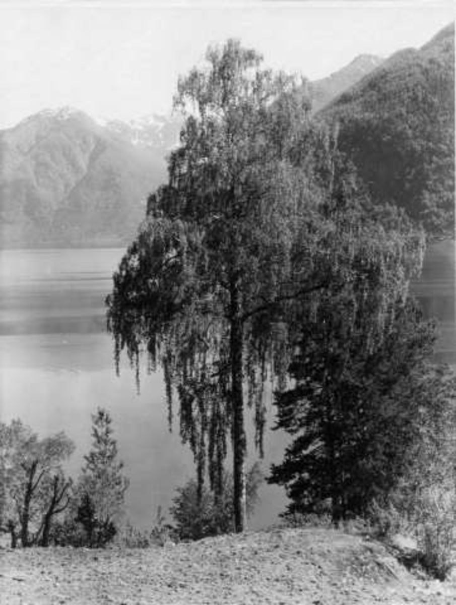 Anders Beer Wilse, -6572
