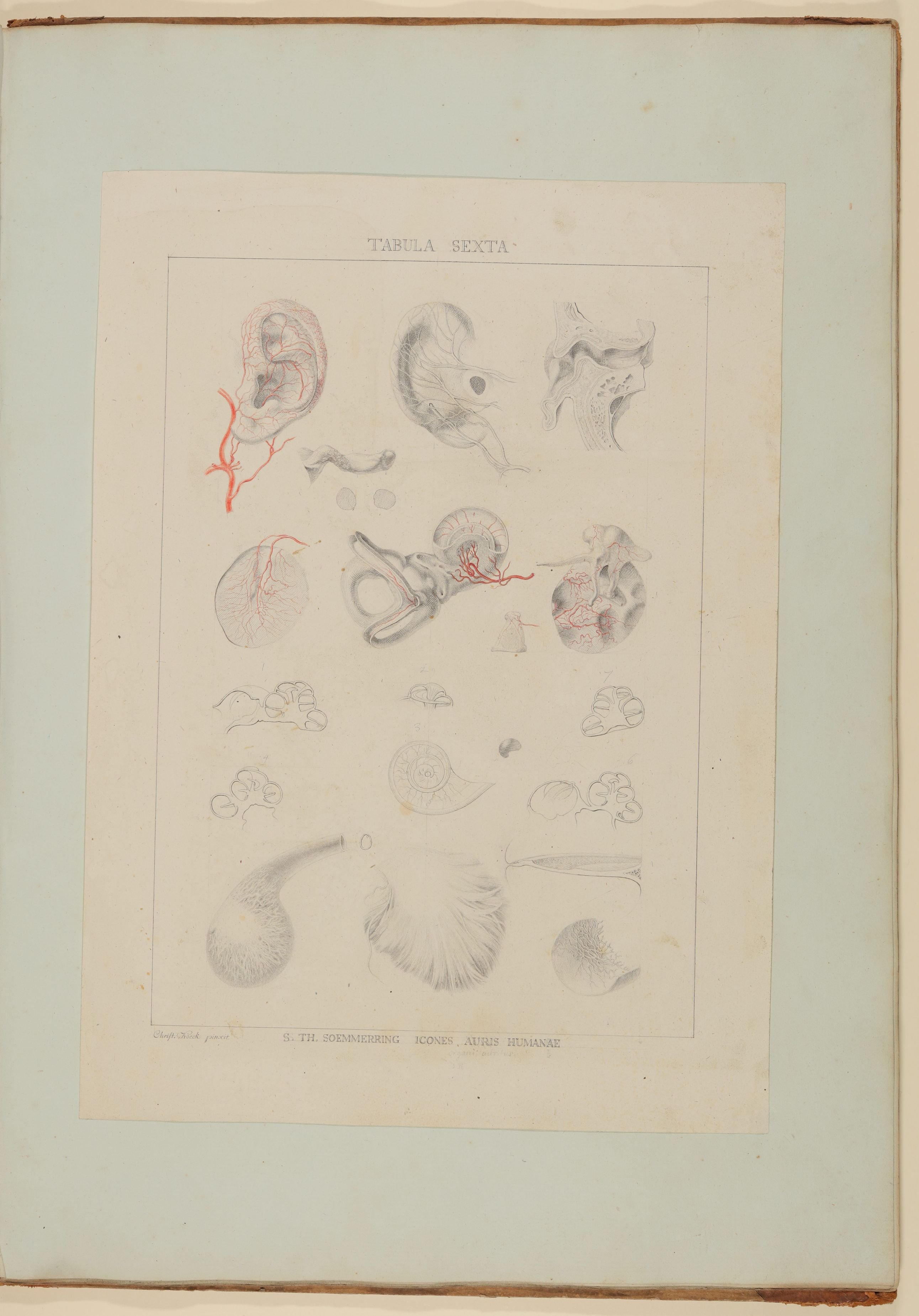 Christian Koeck, Ergänzende Darstellung der verschiedenen Bestandteile des menschlichen Hörorganes, darunter Arterien, Hautnerven, Vergrößerungen und Schnitte [Vorzeichnung zu Samuel Thomas Soemmerring, Abbildungen des menschlichen Hörorganes, Frankfurt am Main 1806, Tafel IV ("schattierte" Darstellung)]