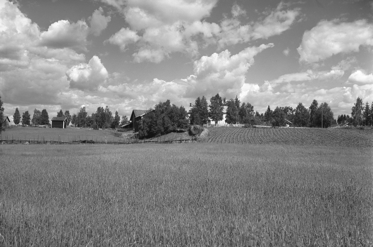 Anno Domkirkeodden, EKSTR: GARDSTUN, TRØMNES, LØTEN. Se Løtenboka, bind 2. Bygdeboka fra 1953, side 650