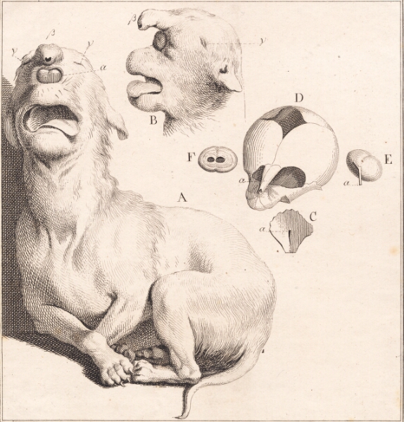 J.F. Clemens, Et misfoster af en hundehvalp