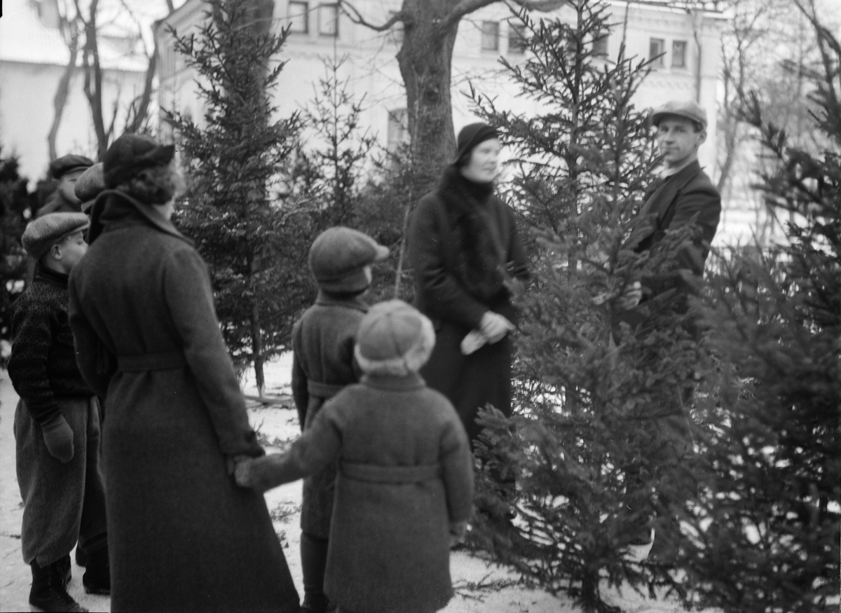 Paul Sandberg, Christmas tree sales in Vasaparken, Uppsala 1934