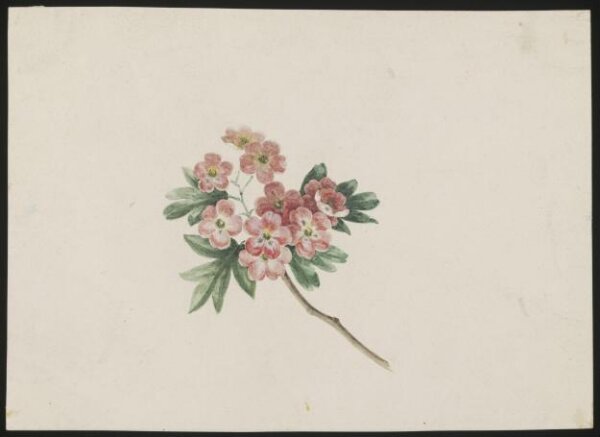 unknown, Drawing