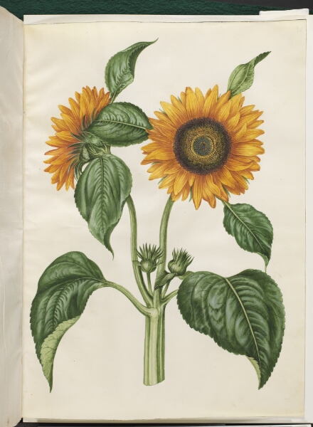 Hans Simon Holtzbecker, Helianthus annuus (almindelig solsikke)