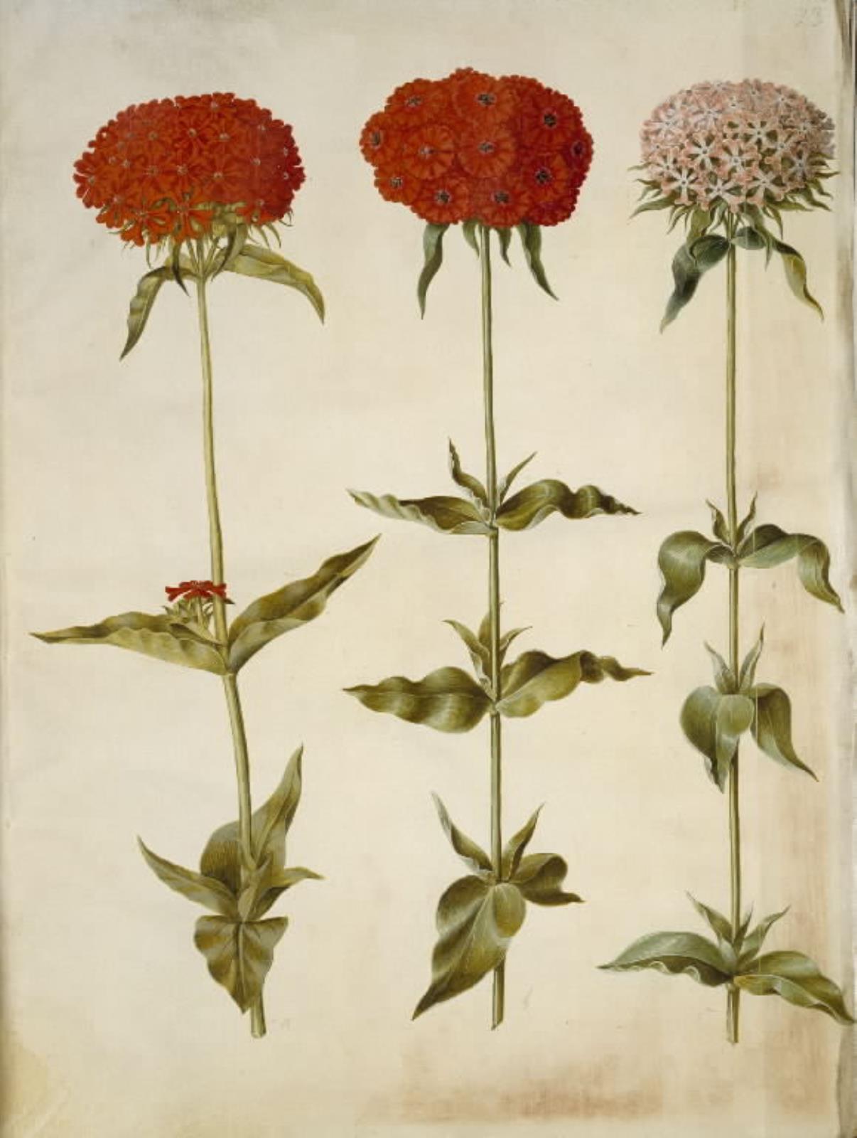 Hans Simon Holtzbecker, Silene chalcedonica (brændende kærlighed)