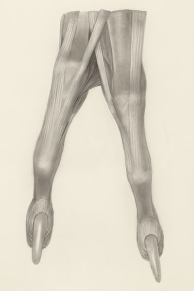 H.G Wetselaar, Muscular tissue of a mammal's finger