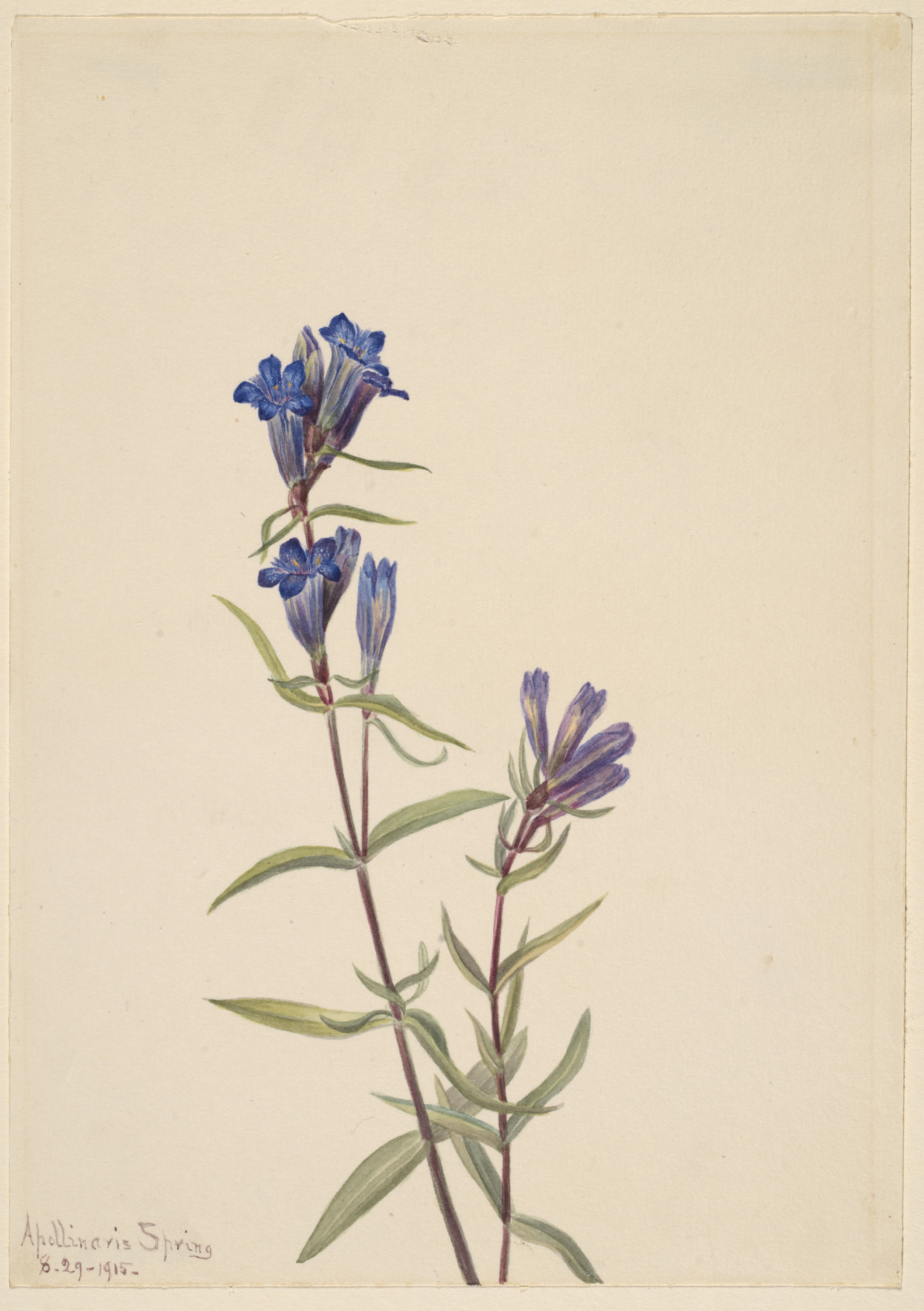 Mary Vaux Walcott, Gentian (Gentiana affinis)