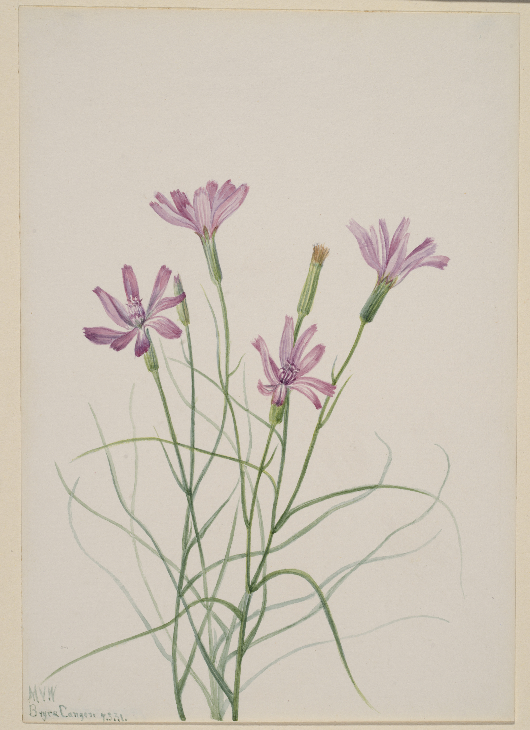 Mary Vaux Walcott, Skeleton Weed (Lygodesmia grandiflora)