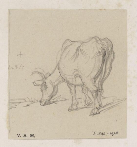 George Chinnery, A study of a cow