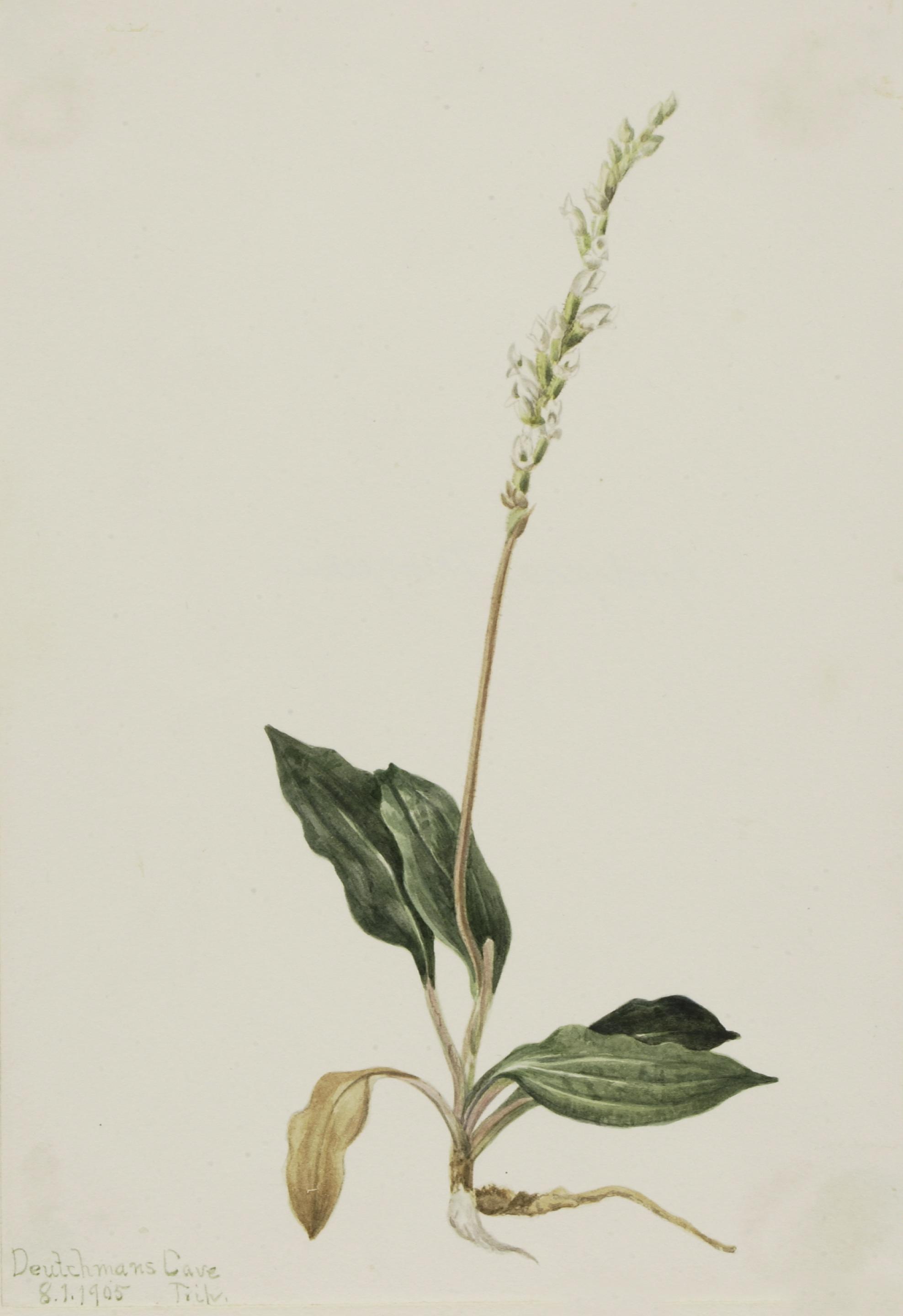 Mary Vaux Walcott, Western Rattlesnake Plantain (Peranium decipiens)