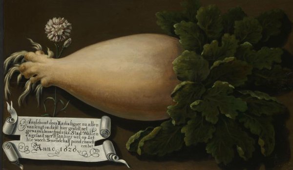 anonymous, A Giant Radish