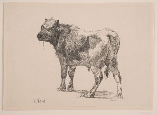 F. Hendriksen, Stående Tyrekalv