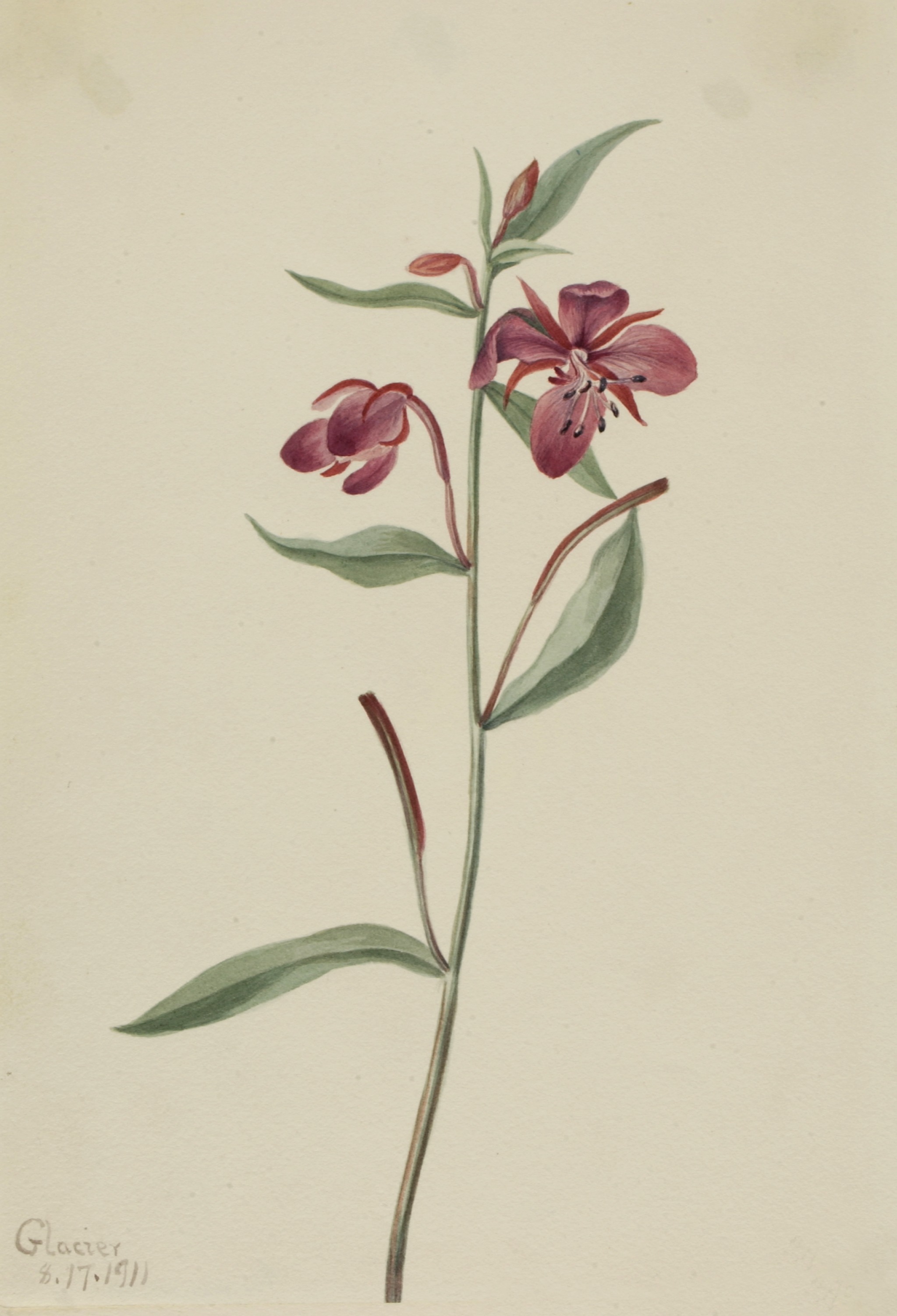 Mary Vaux Walcott, Red Willowweed (Epilobium latifolium)