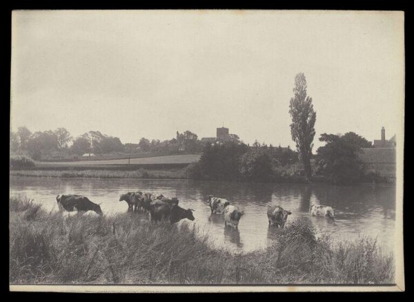 Gale, Lt. Col. Joseph, Cows in Water