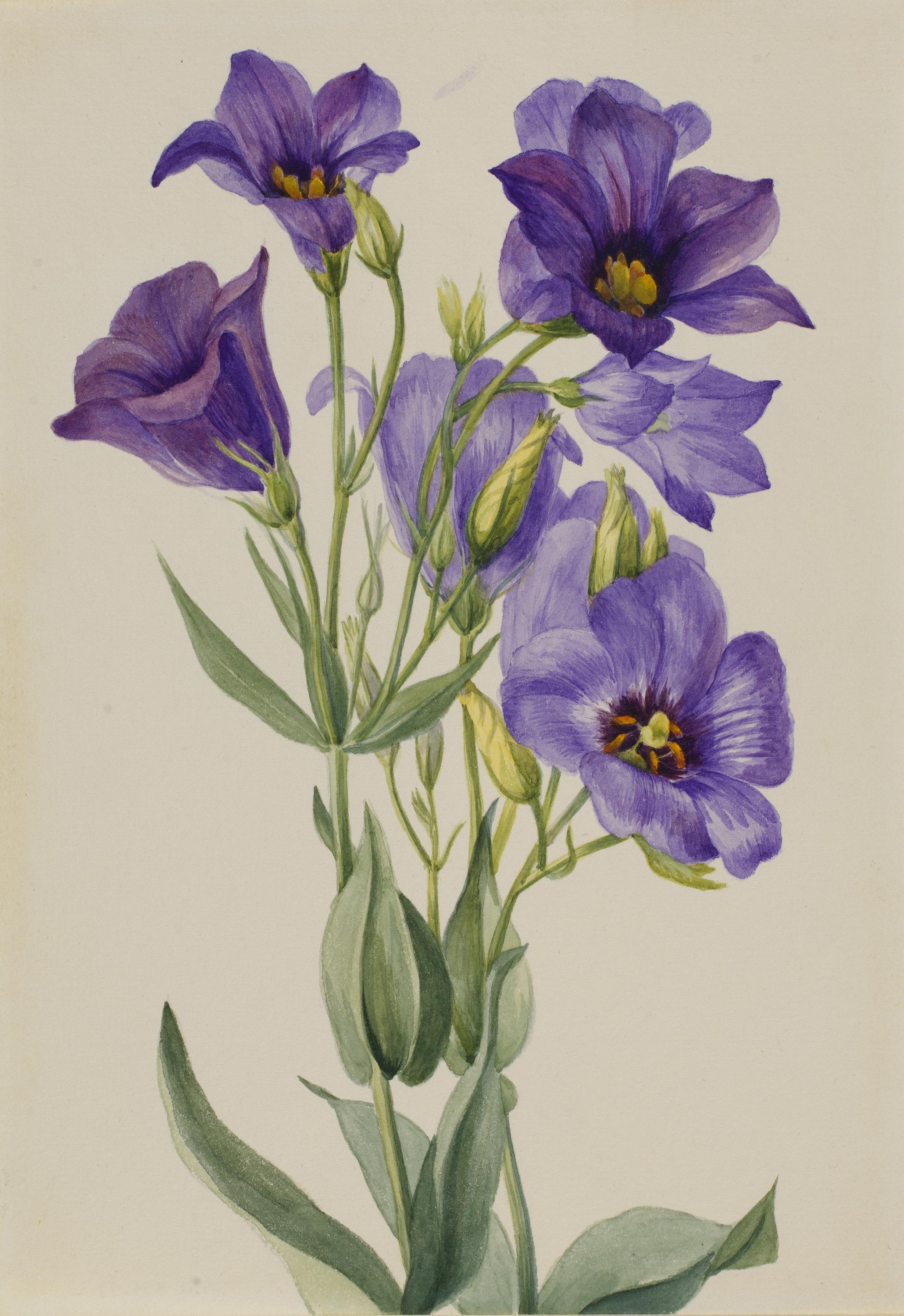 Mary Vaux Walcott, Eustoma russelianum
