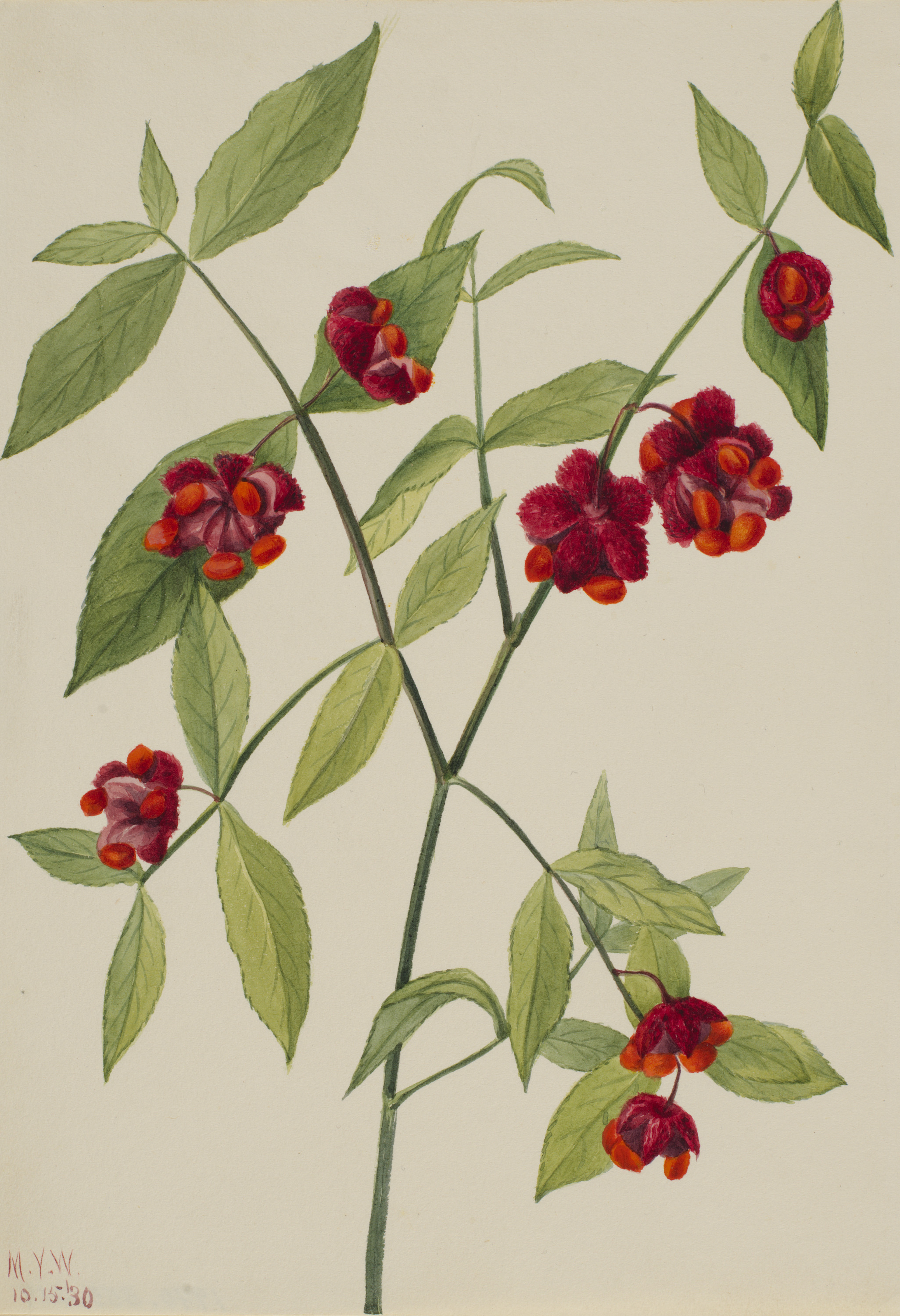 Mary Vaux Walcott, Strawberry Bush-"Hearts Bustin' with Love" (Euonymus Americanus)