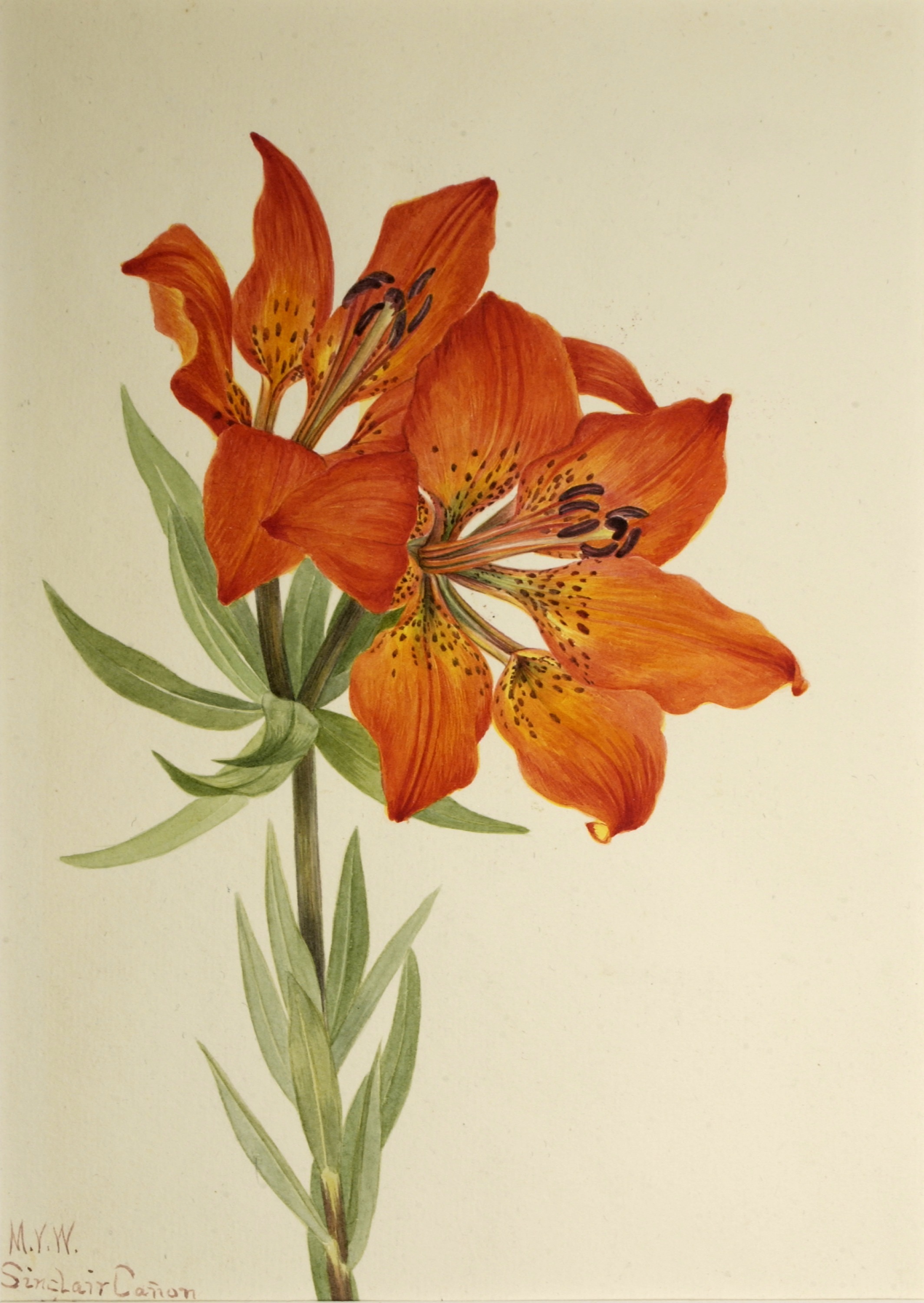 Mary Vaux Walcott, Red Lily (Lilium montanum)