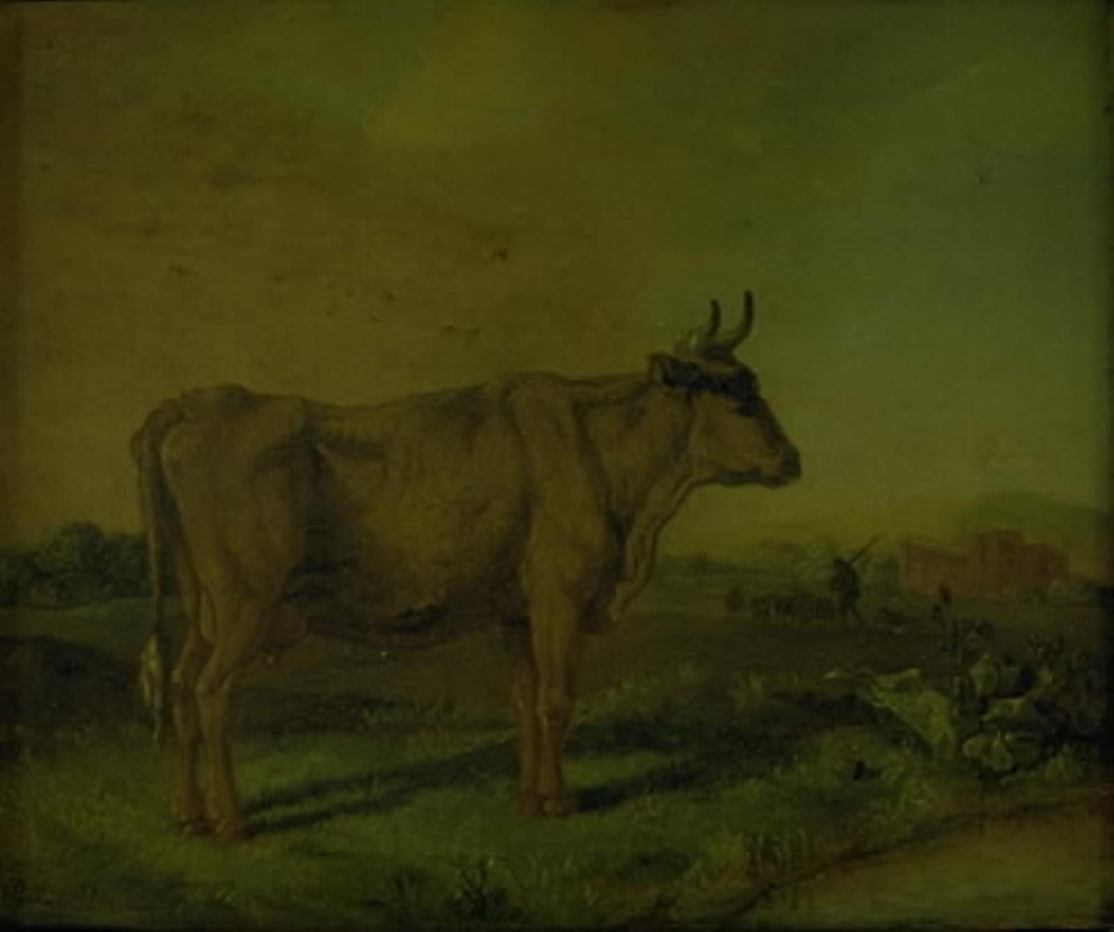 Paulus Potter, En ko